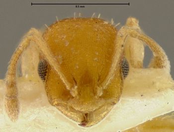 Media type: image;   Entomology 32436 Aspect: head frontal view